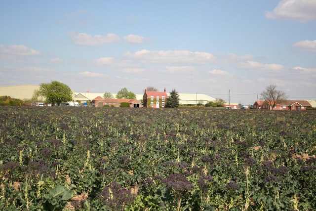 File:Purple sprouting broccoli - geograph.org.uk - 406041.jpg