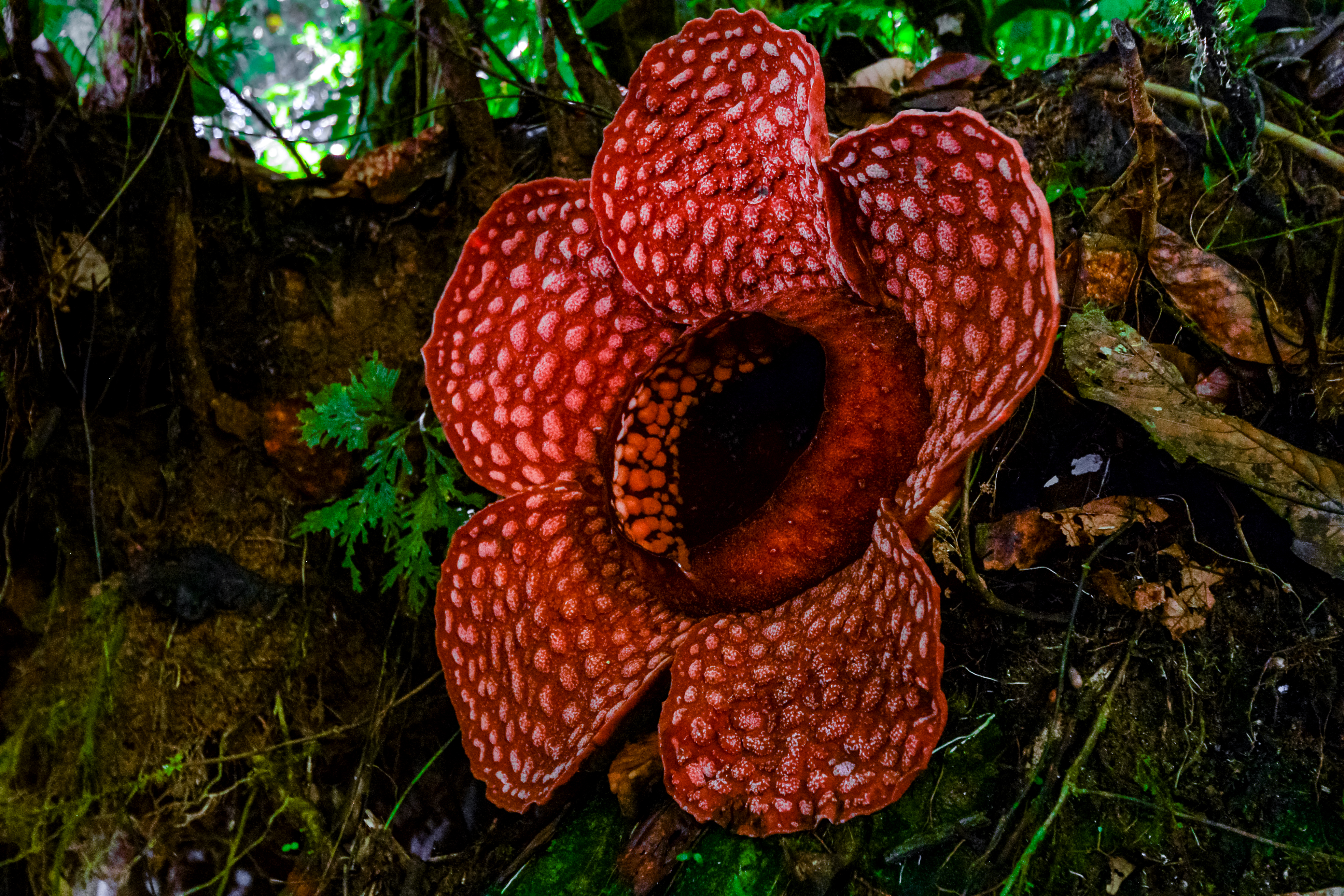 Rafflesia - Wikipedia