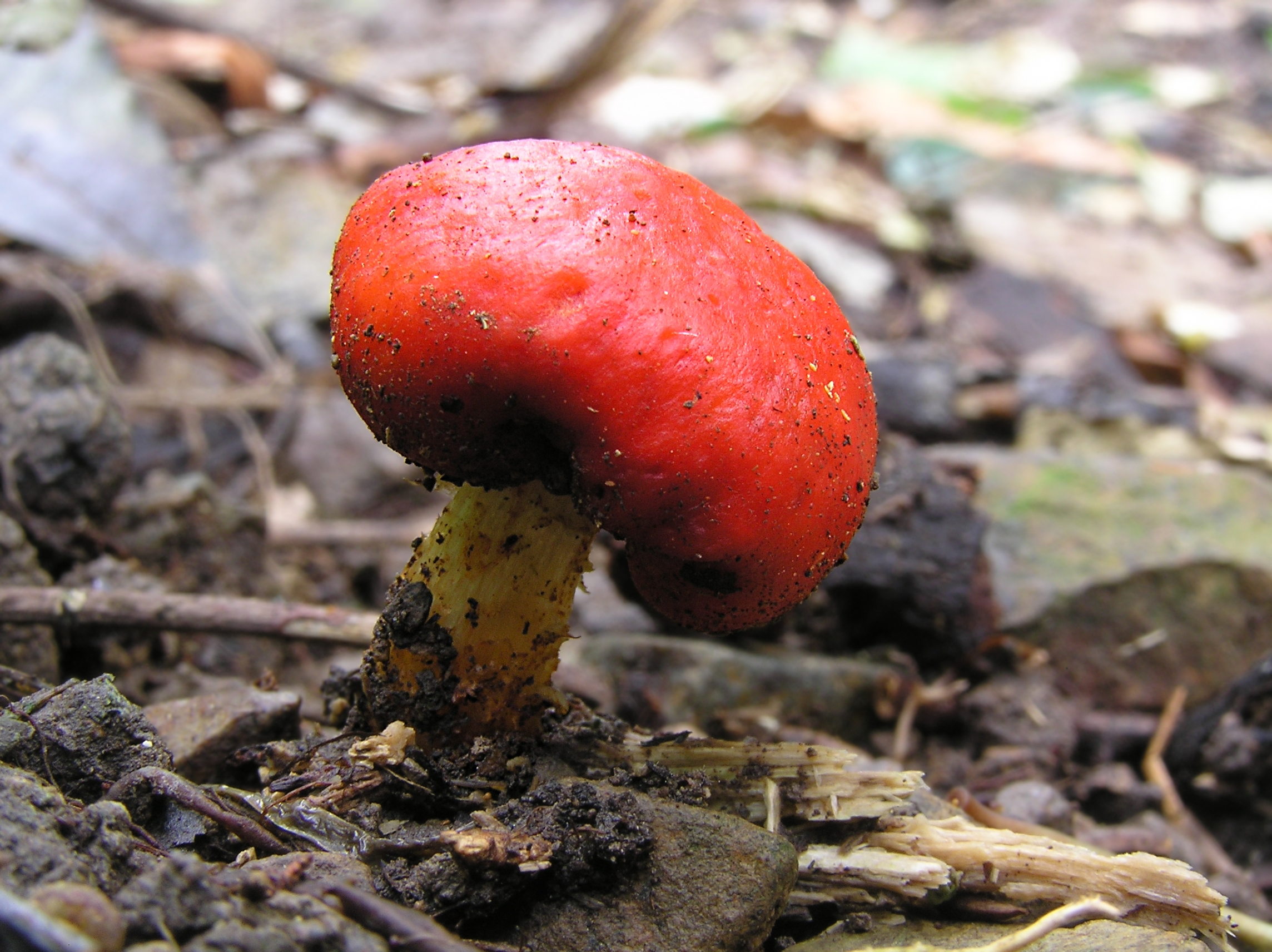 File:Red pouch fungus 01.jpg - Wikimedia Commons