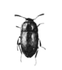 <i>Sciaphyes</i> Genus of beetles