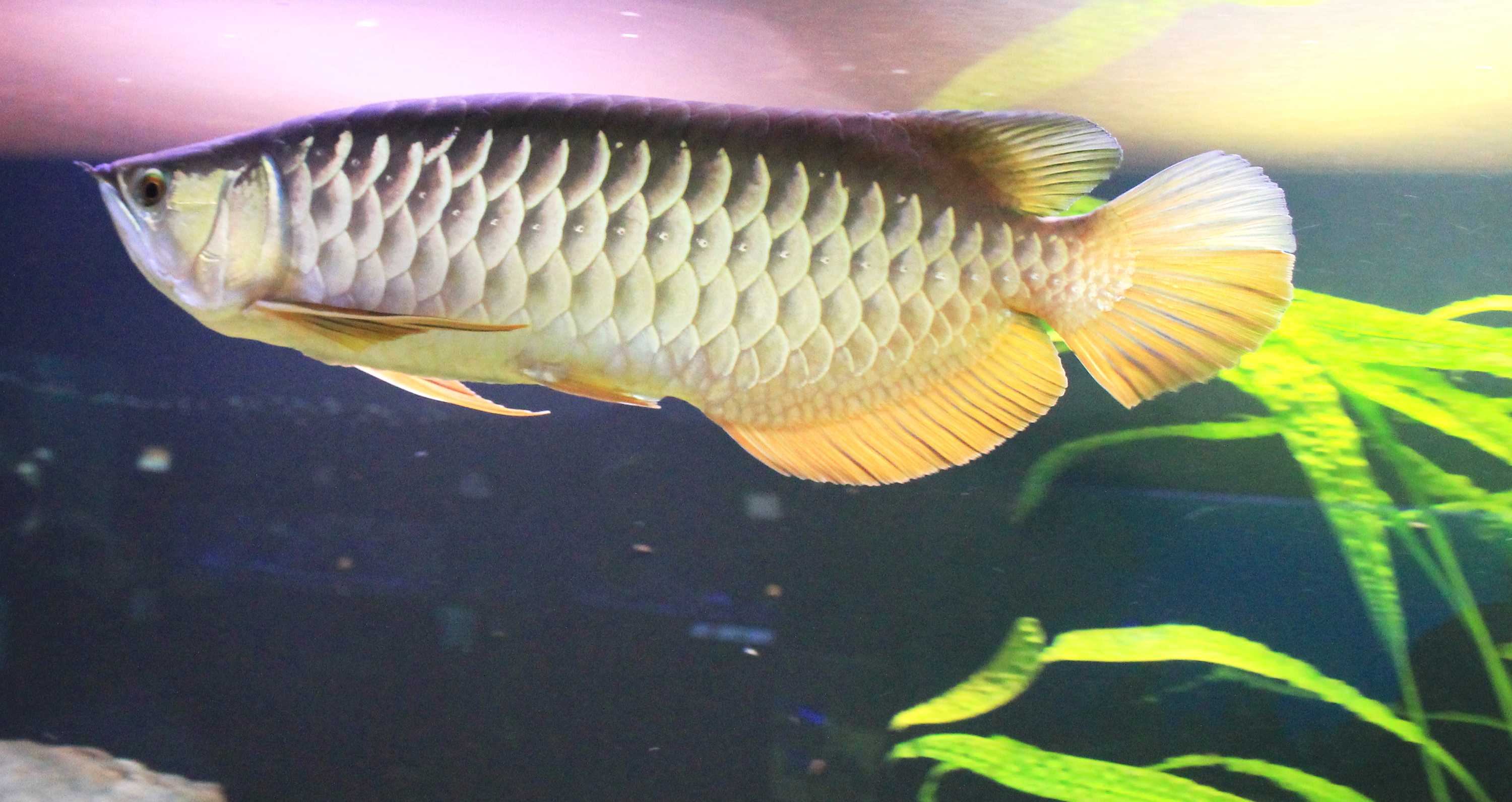 Arowana, Feed and Grow Fish Wikia