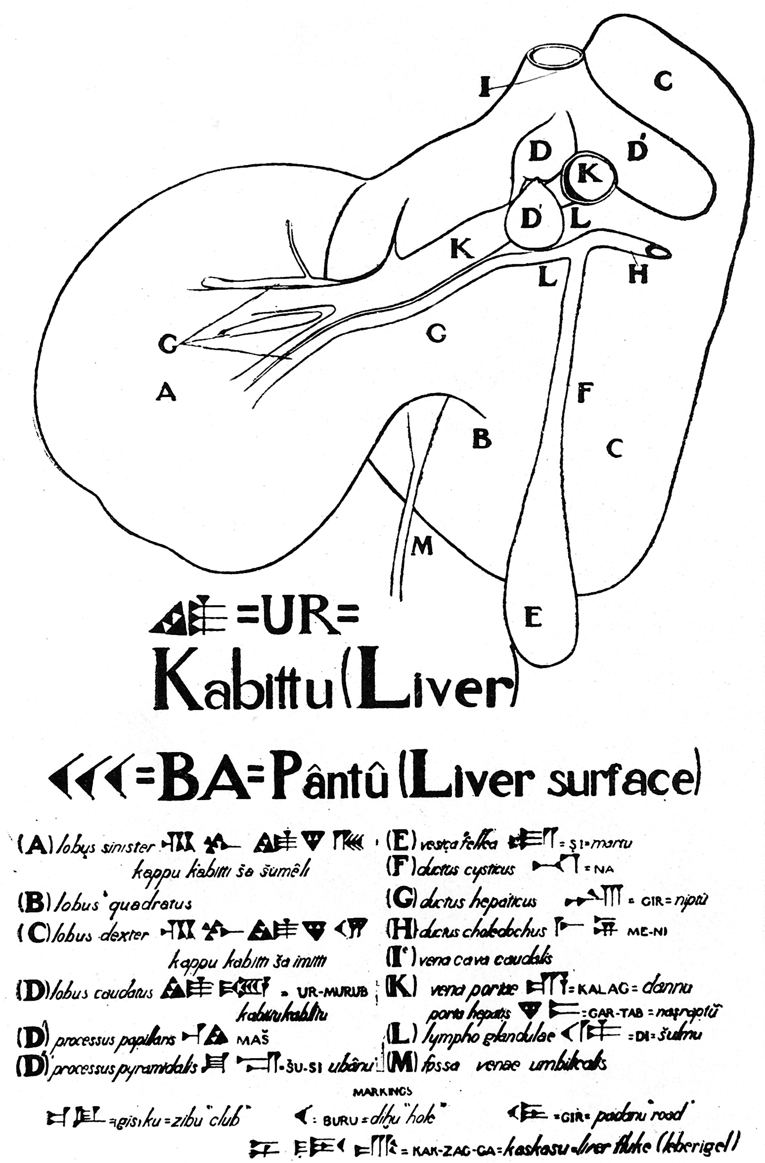 File:Sheeps liver diagram; modern anatomical and ...