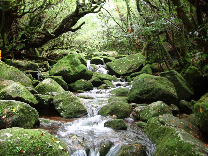 File:Shiratanisuiunkyo in Yaku Island Japan 001.JPG