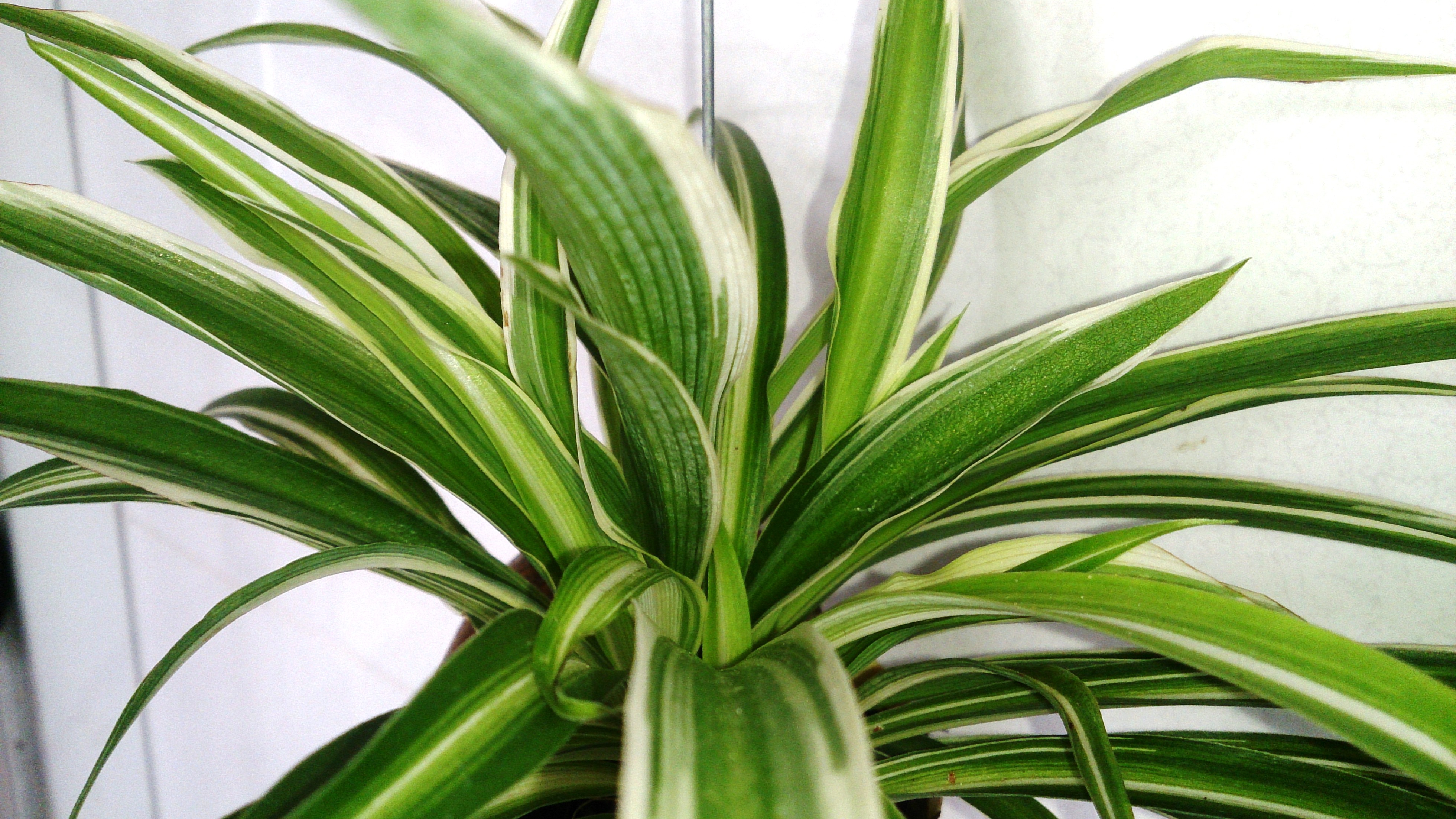 Image result for spider plant