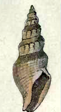 <i>Bela patagonica</i> Species of gastropod