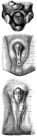 File:Stages in the development of the external sexual organs in the male (from Gray1119).png