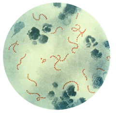 File:Streptococcus pyogenes 01 thumbnail.png