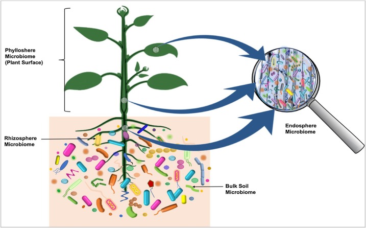  Diverse microbial communities of characteristic microbiota are part of [[plant microbiome