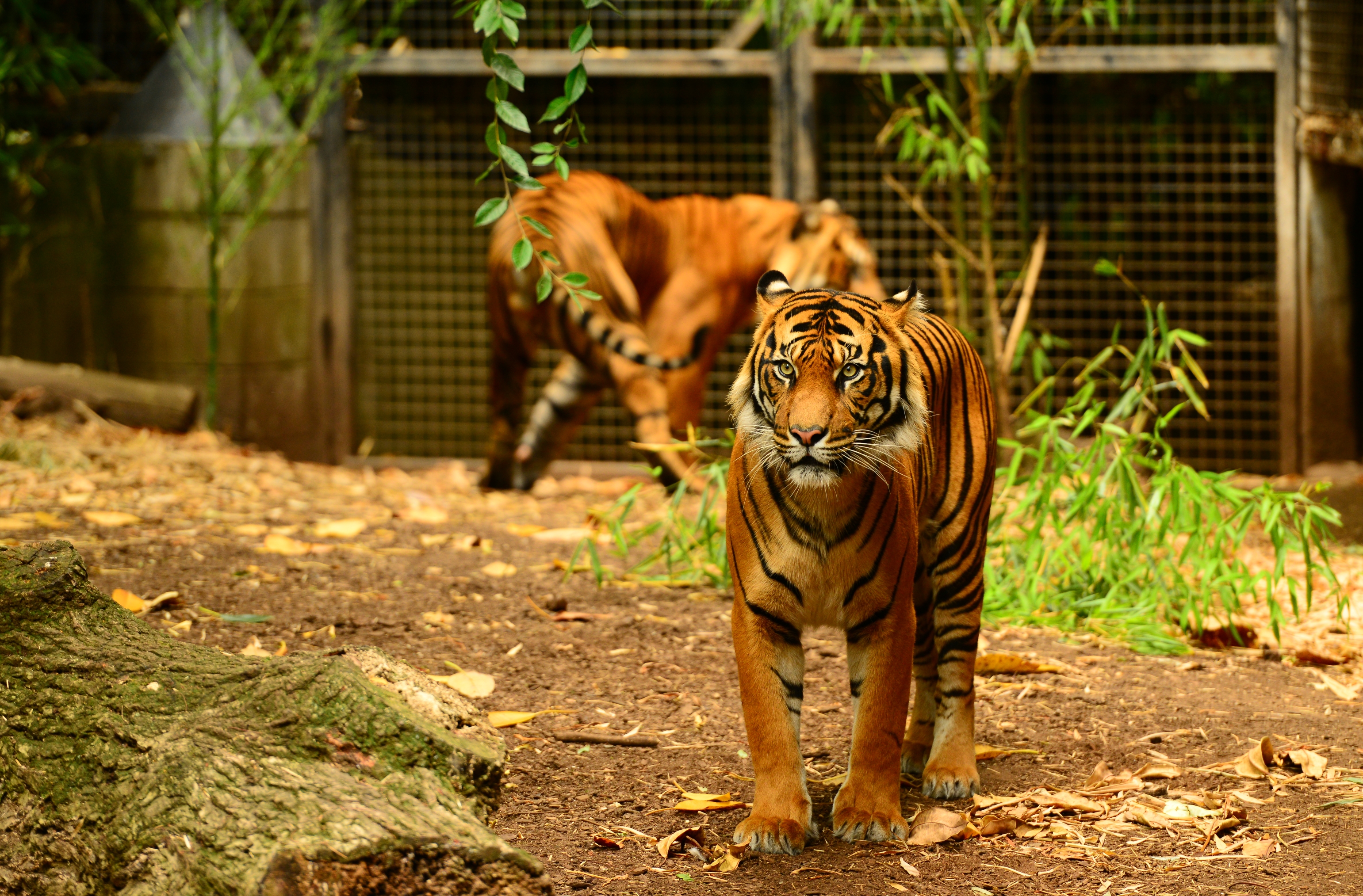 Tiger at Melbourne Zoo (11883765626).jpg