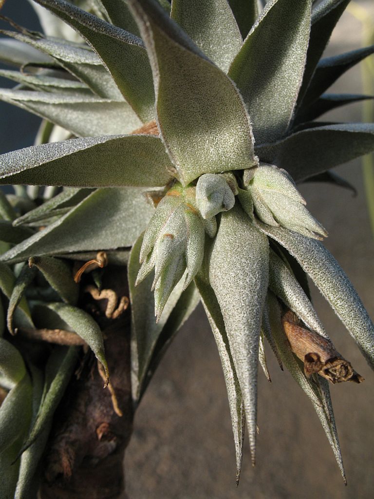 ティランジア レクリナータ Tillandsia - www.mecanizadosalbacete.com