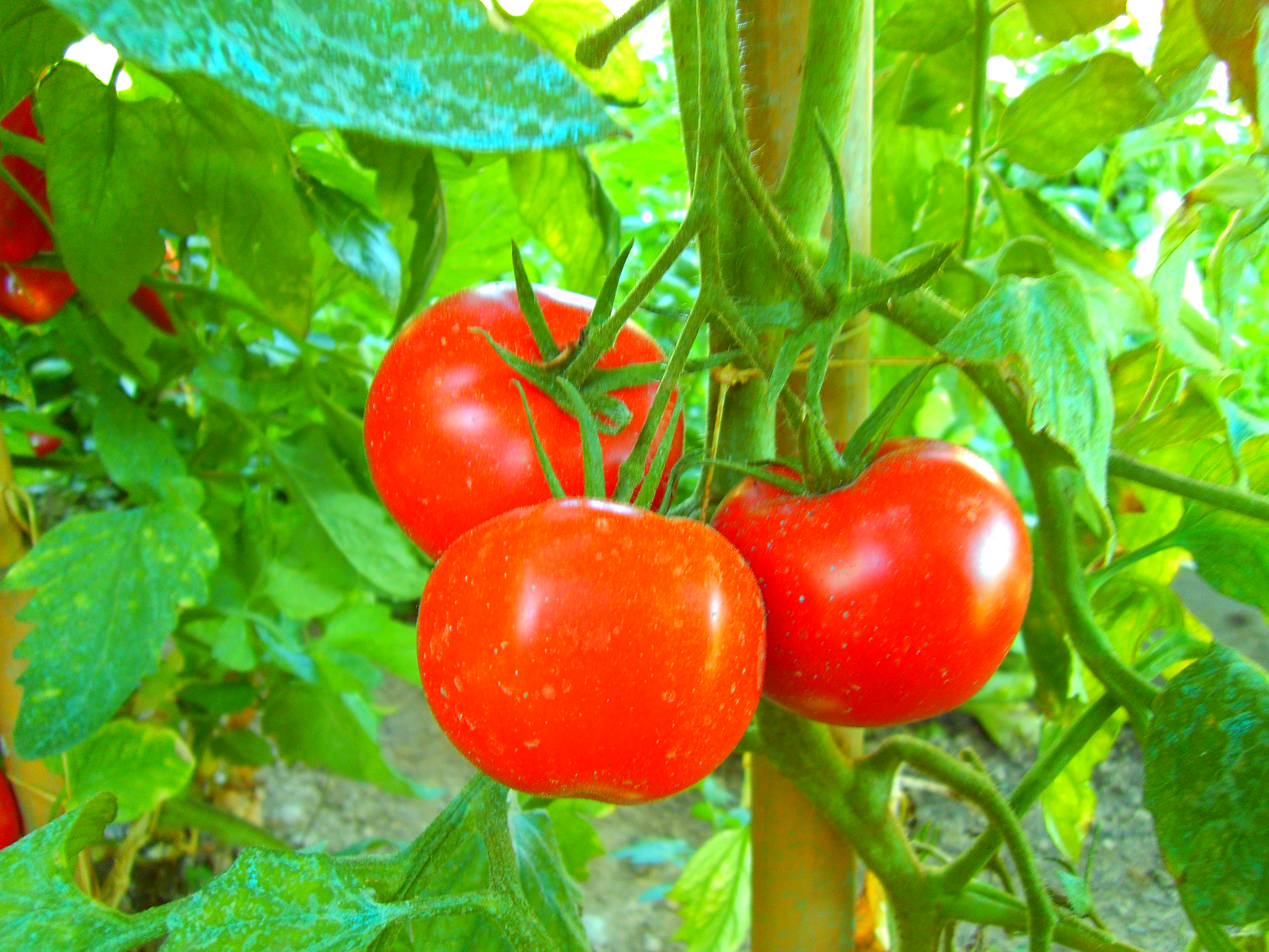 What is the best way to grow tomatoes?