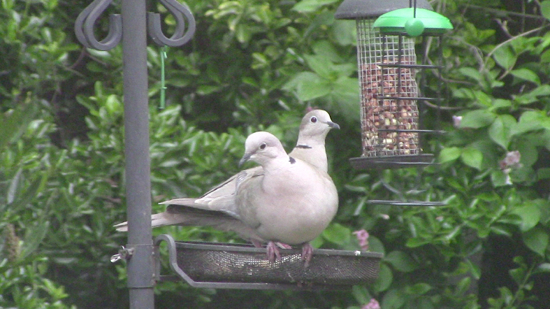 File:Two headed Collared Dove.jpg