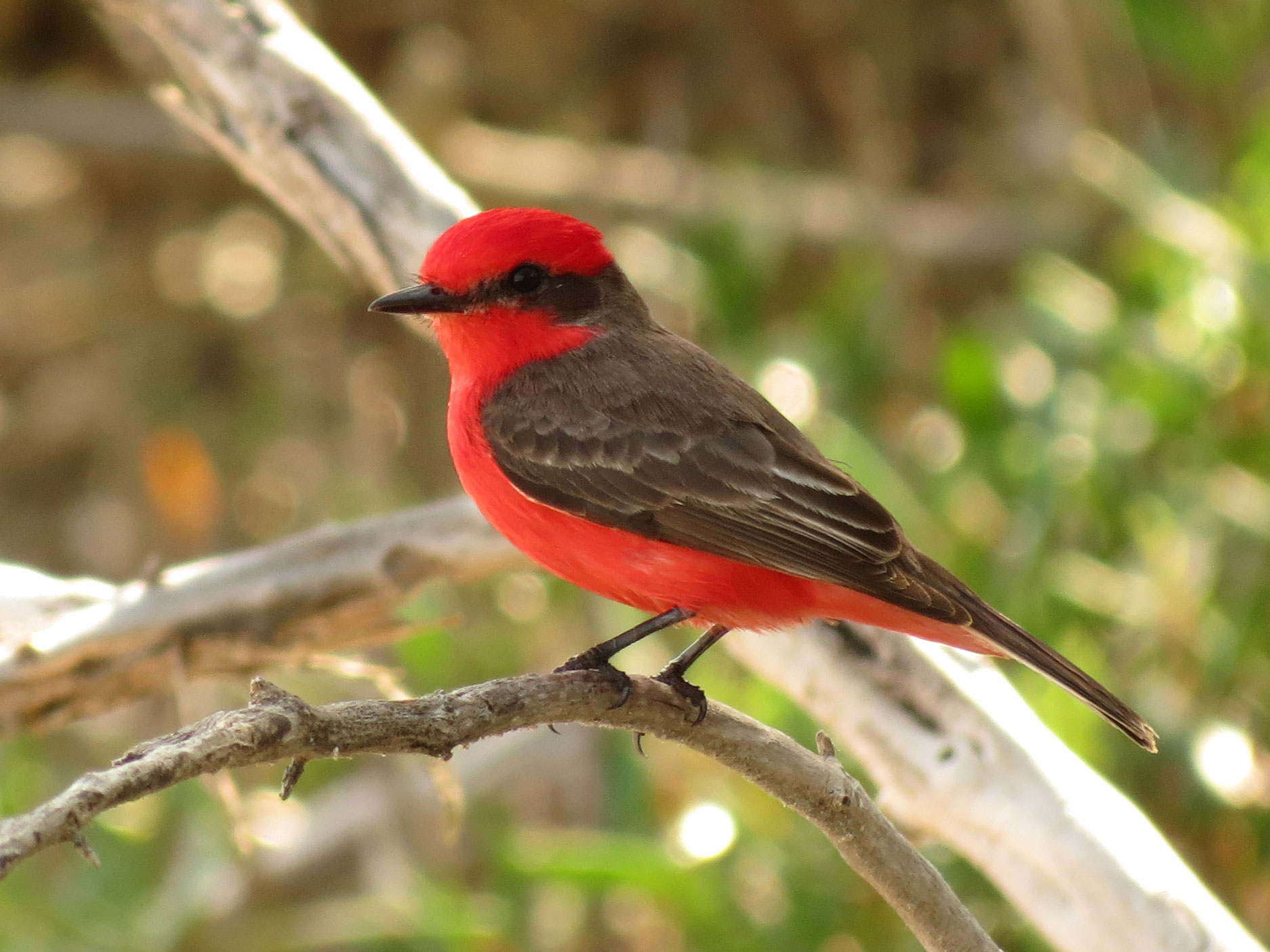 Black Birds with Red Wings - Vermilion flycatcher