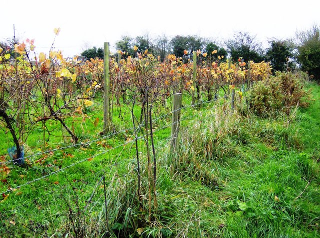 Vines at Rossiters Vineyard - geograph.org.uk - 606359