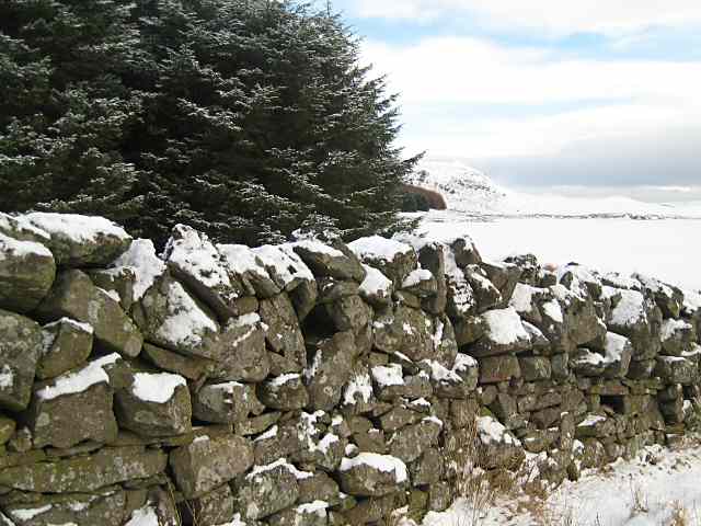 File:Wall at forest edge - geograph.org.uk - 1152555.jpg