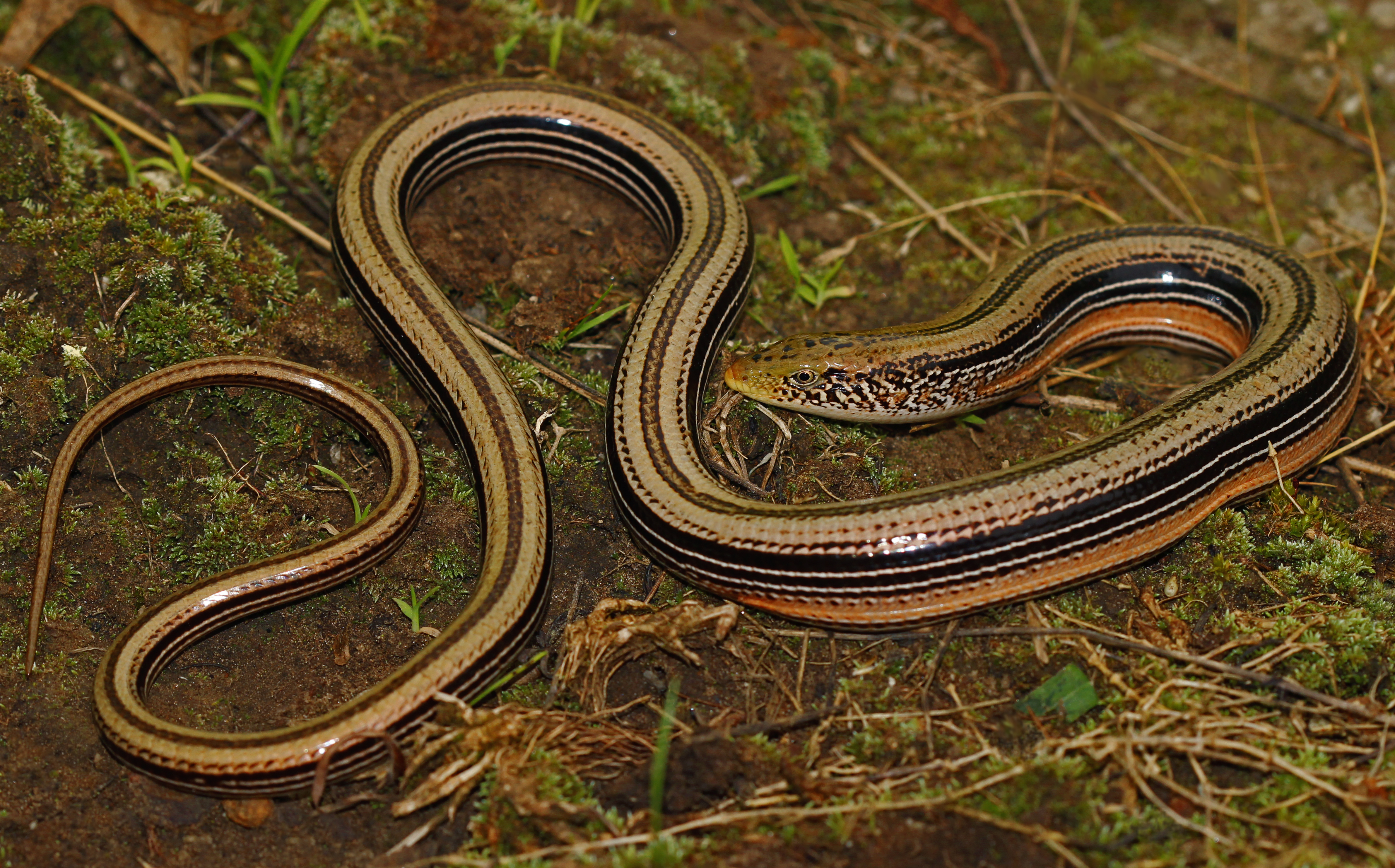 glass lizard classification