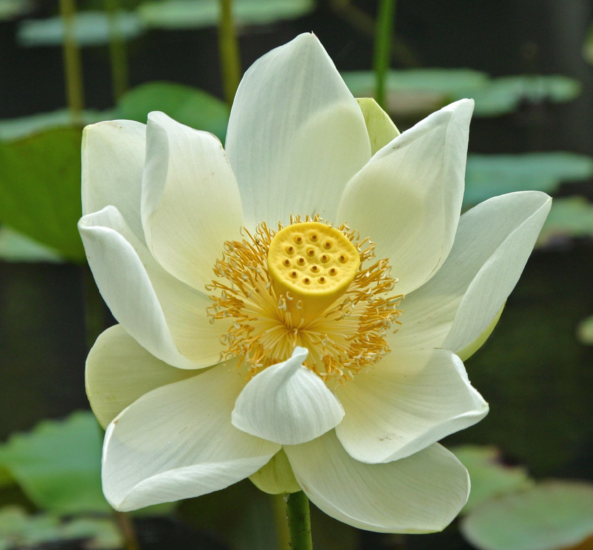 The White Lotus - Wikipedia