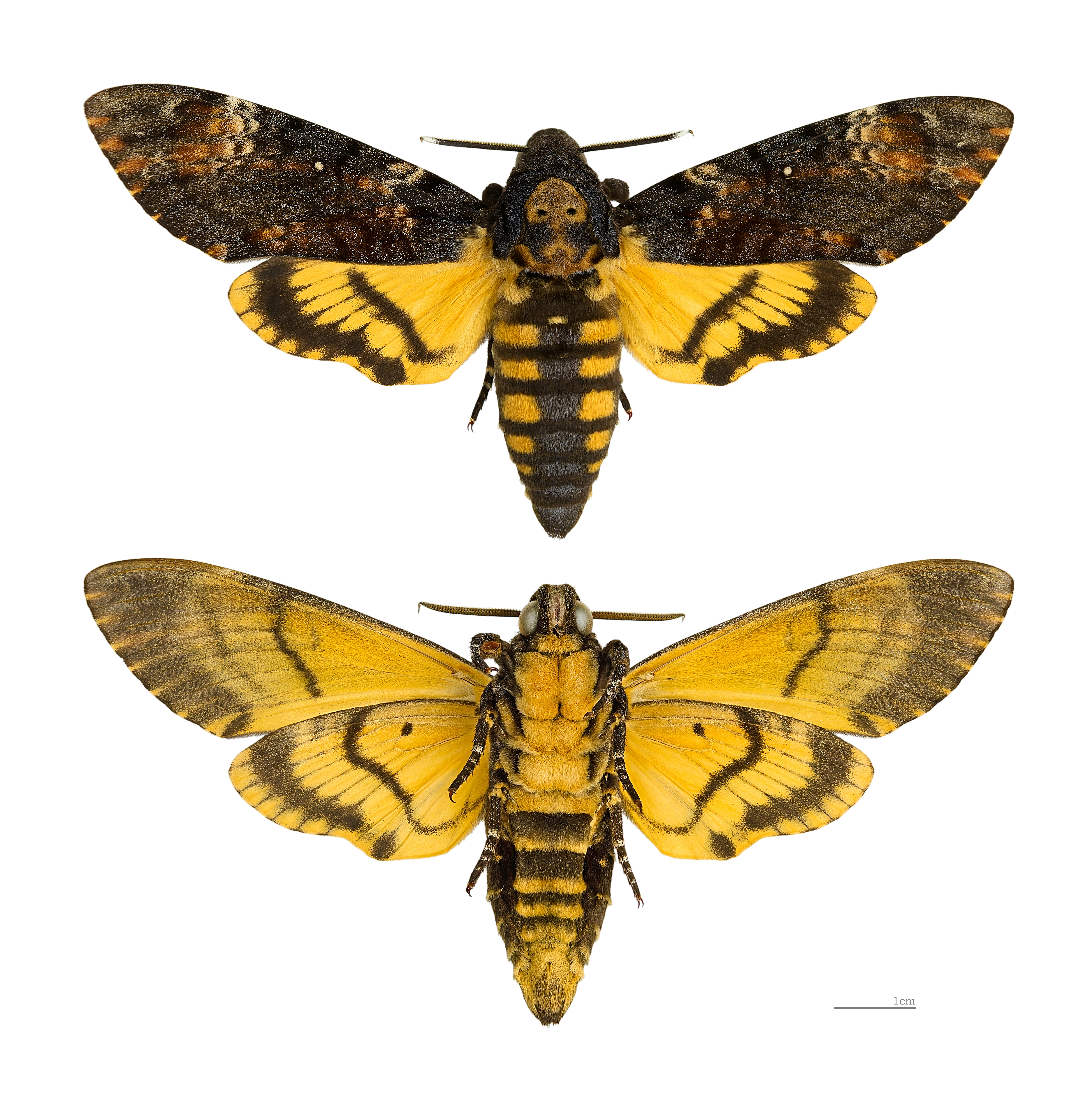 Acherontia atropos - Wikispecies