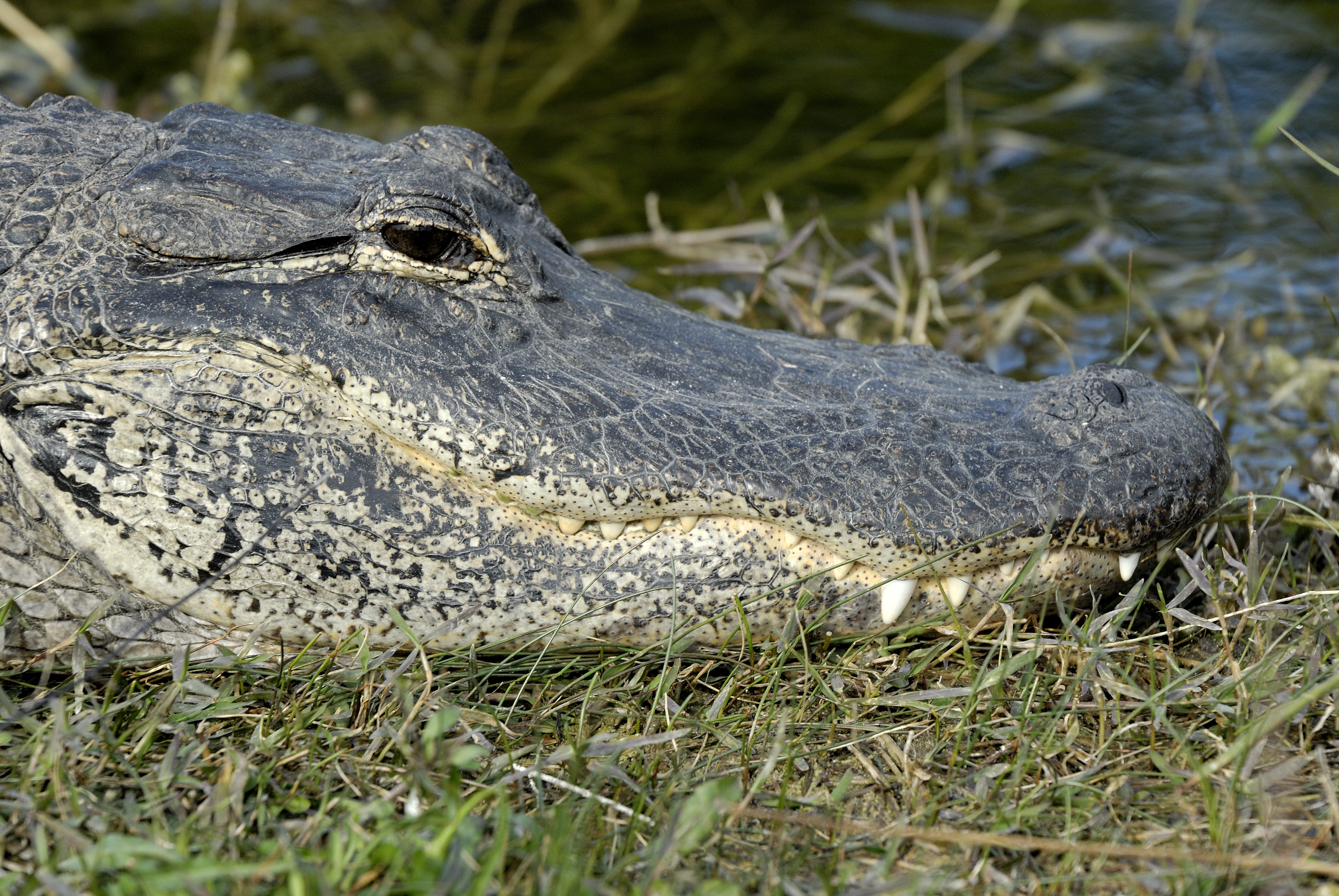 File:Alligator mississippiensis, Florida.jpg - Wikimedia Commons