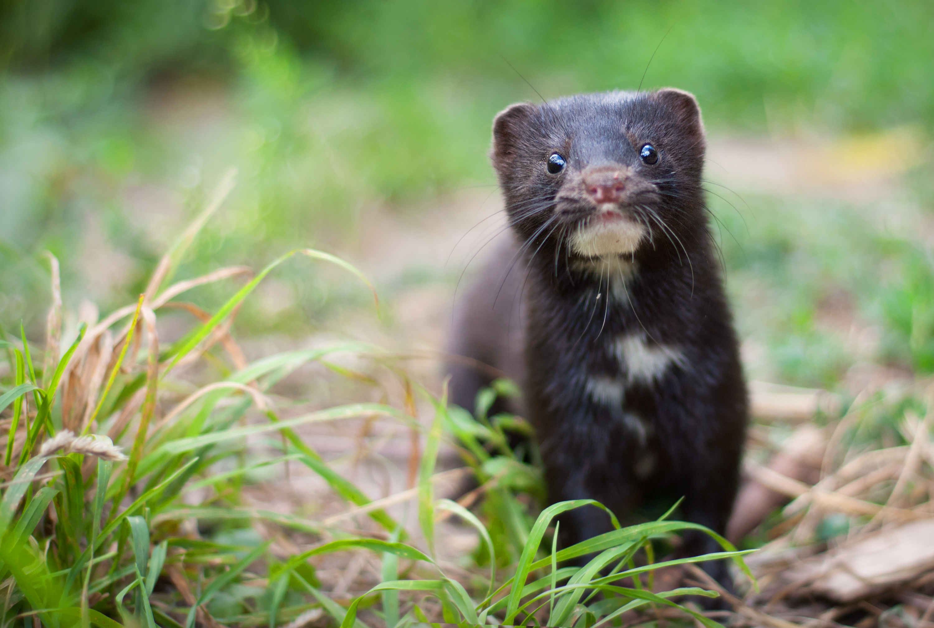 File:American mink.jpg - Wikimedia Commons