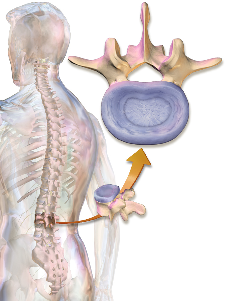 பொதுஅறிவு - கேள்வியும் பதிலும் (தொடர்) Annulus_Fibrosus