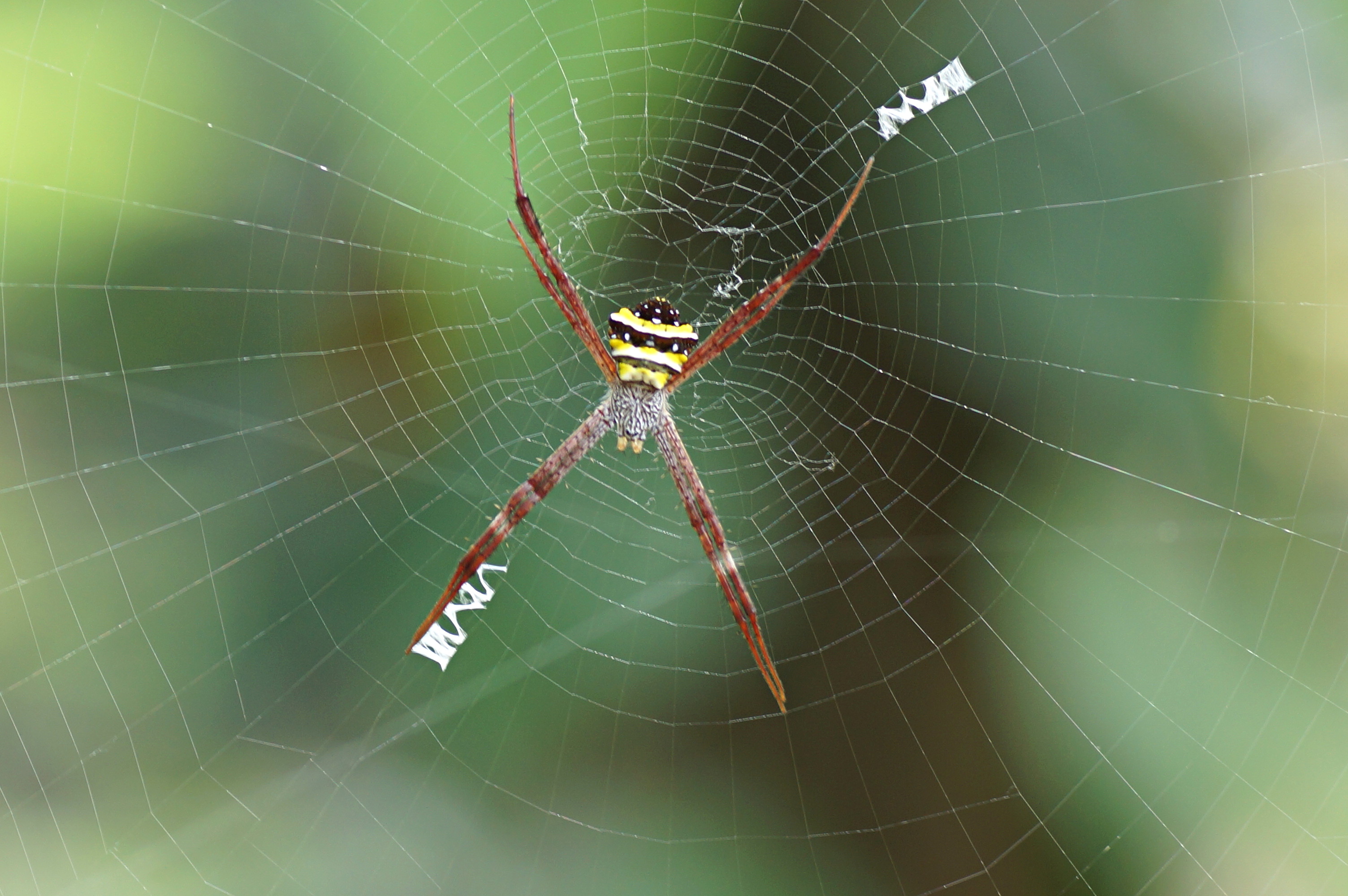 File:Argiope anasuja spider.jpg - Wikipedia