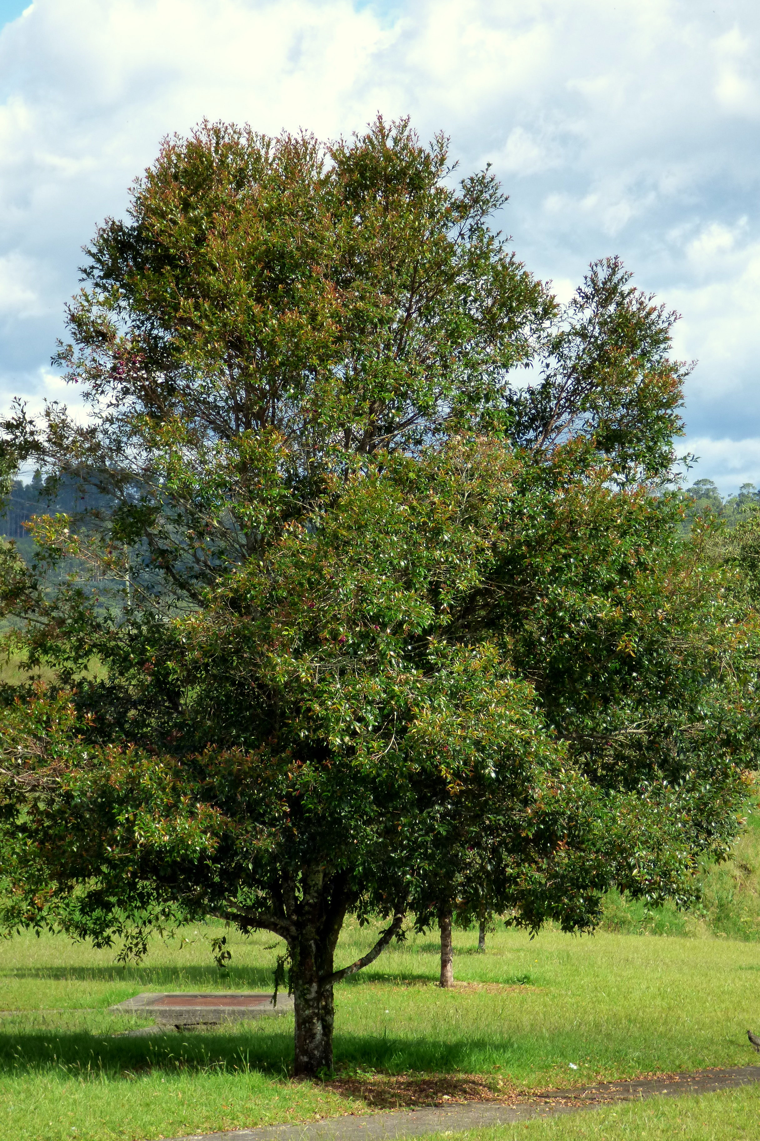 Arrayán_de_Manizales_(Syzygium_paniculatum)_(14460379163)