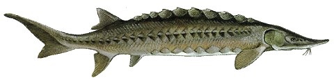 File:Atlantic sturgeon flipped.jpg