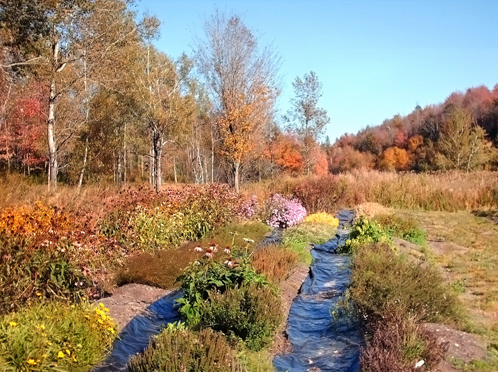 File:Automn colors - panoramio.jpg