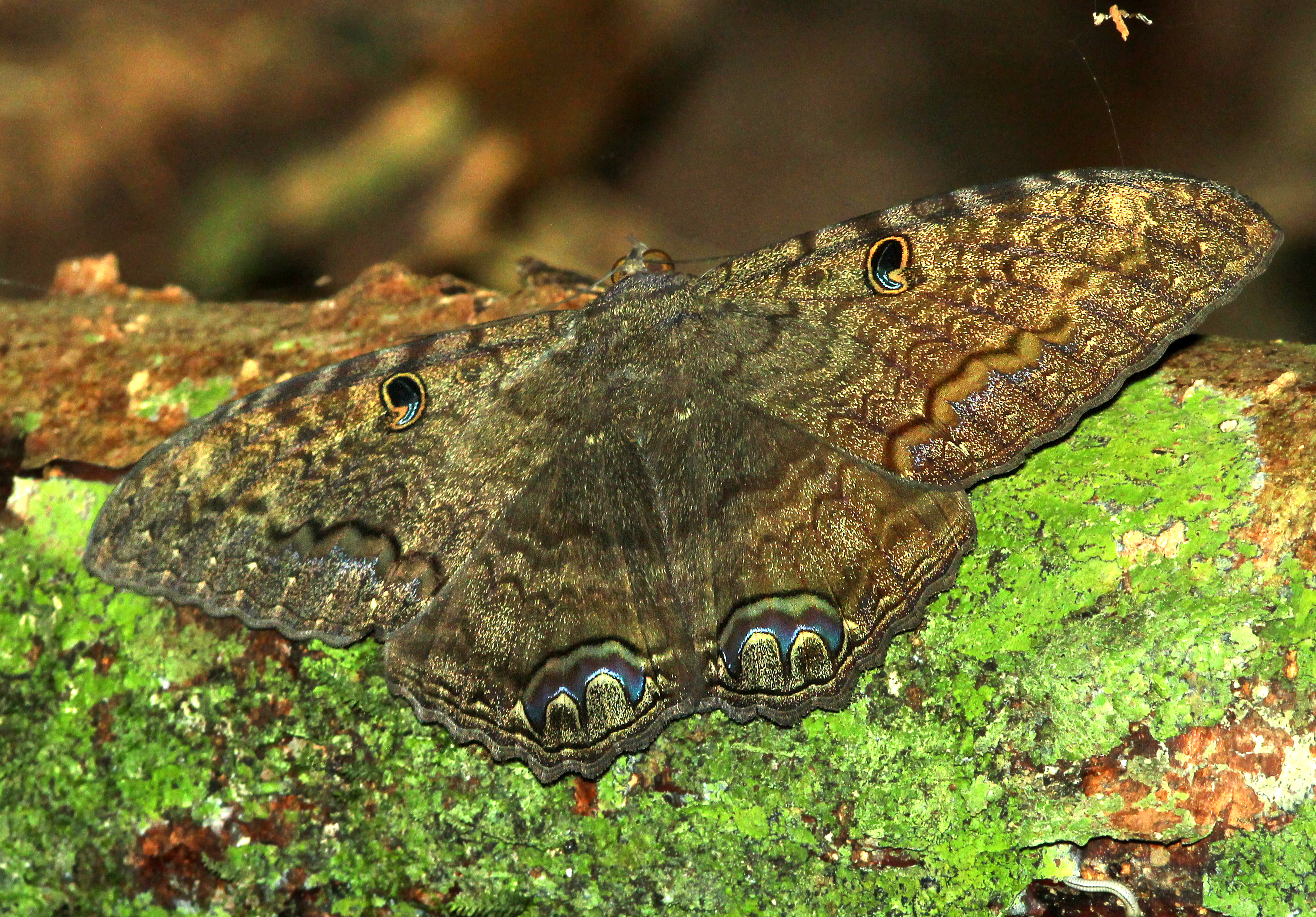 File Black Witch Moth Ascalapha Odorata 5 13 14 A D Barnes