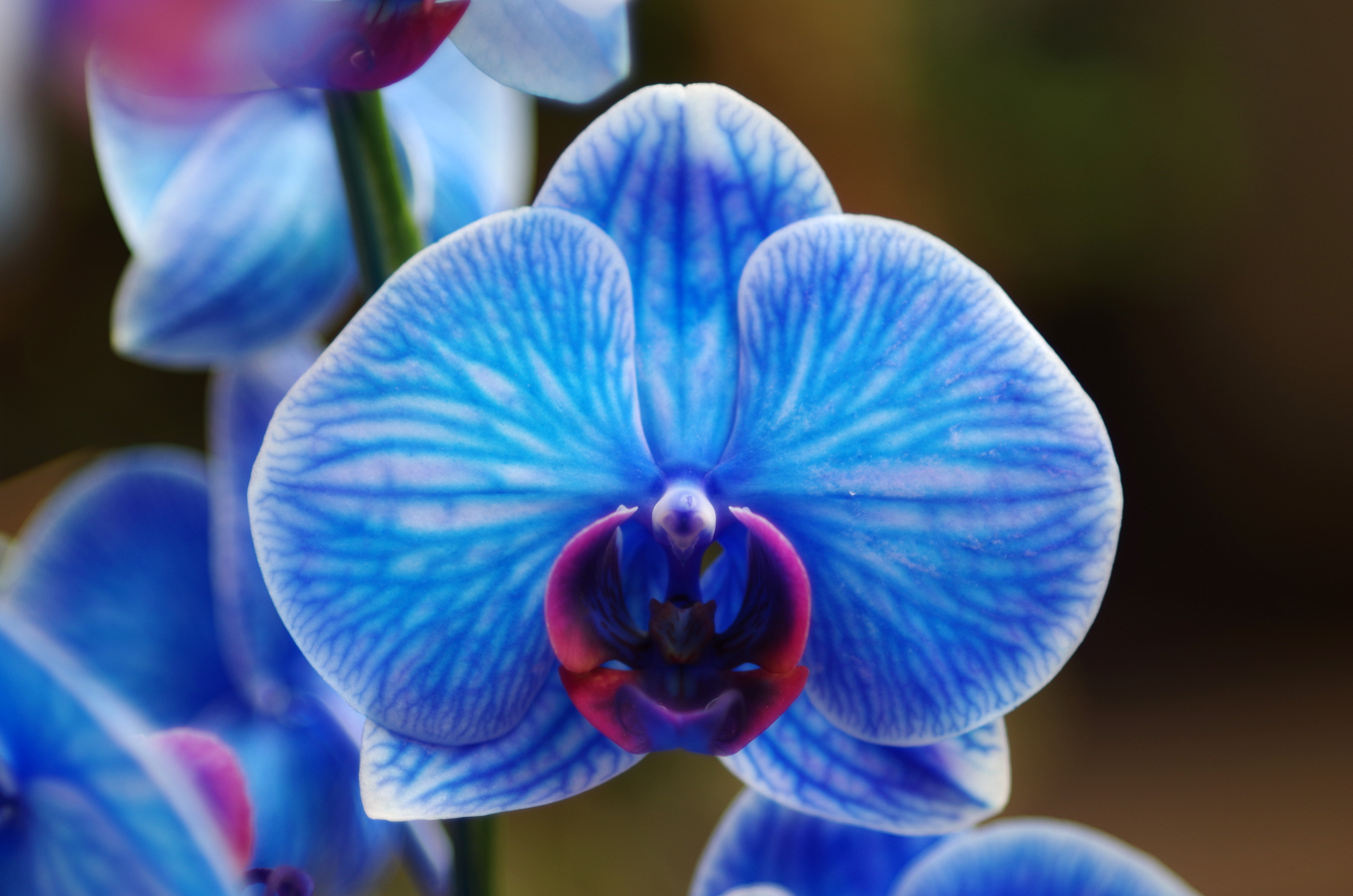 Orchid blues