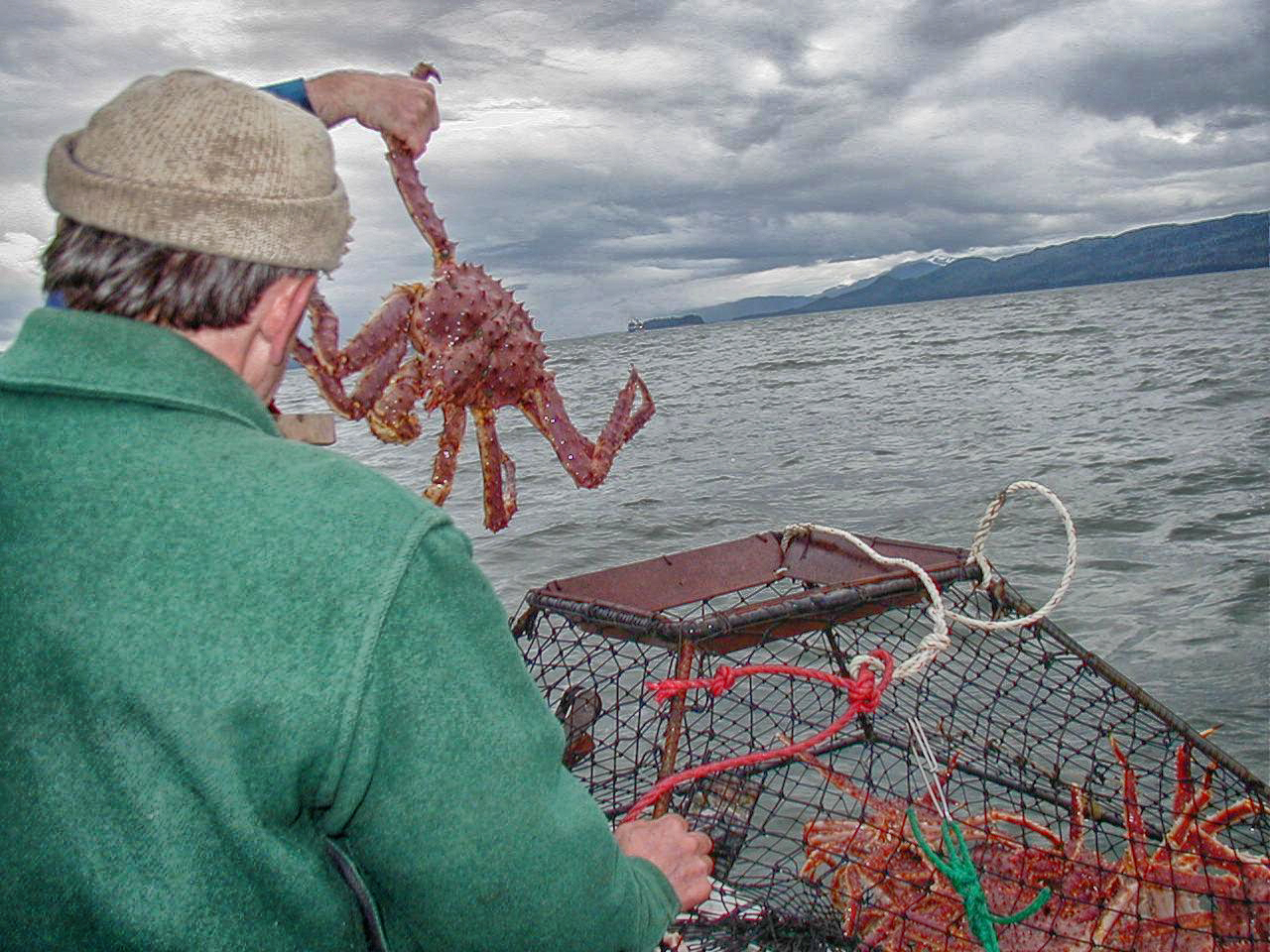 File:Catch of King Crab.jpg - Wikimedia Commons