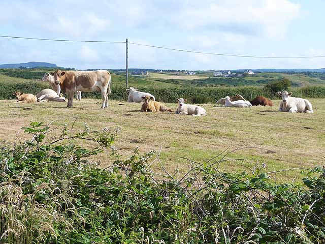 File:Cattle at Knockaguilla - geograph.org.uk - 3566548.jpg