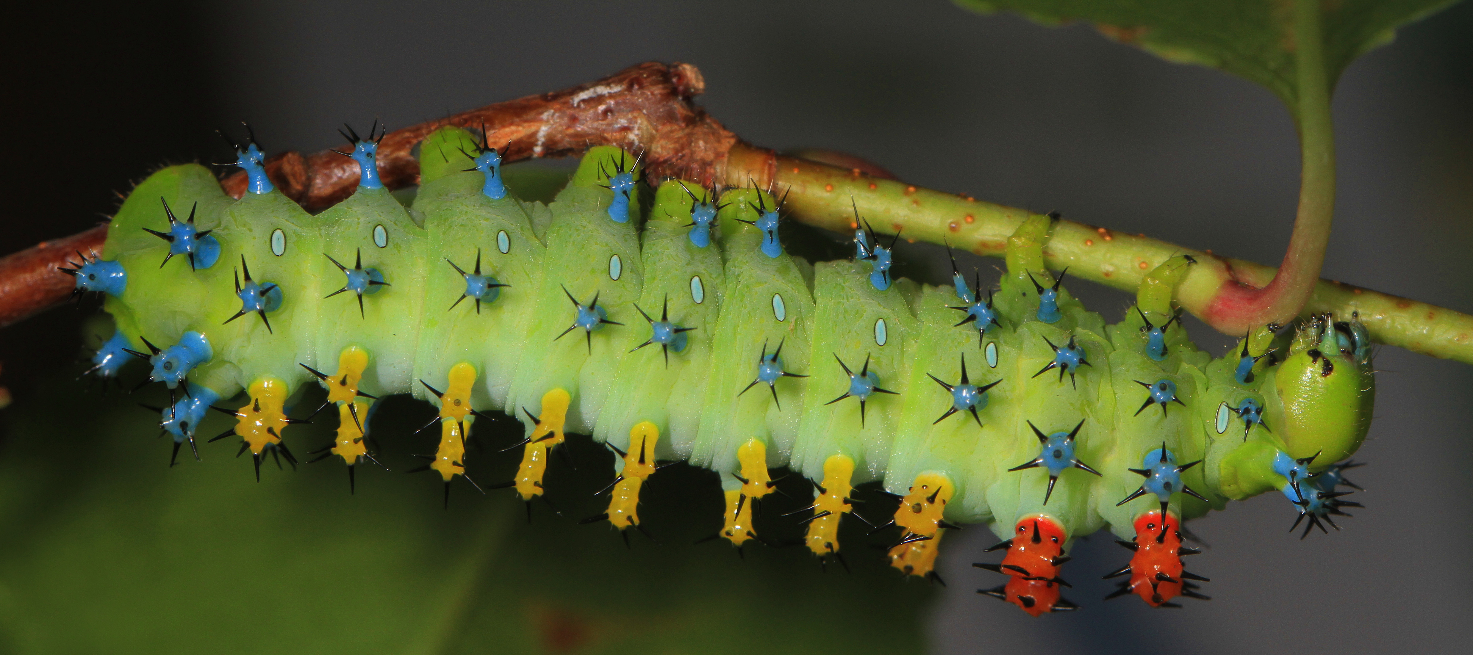 Гусеница бабочки 7. Гиалофора кекропия гусеница. Hyalophora Cecropia гусеница. Павлиноглазка цекропия гусеница. Бабочка Павлиноглазка цекропия.