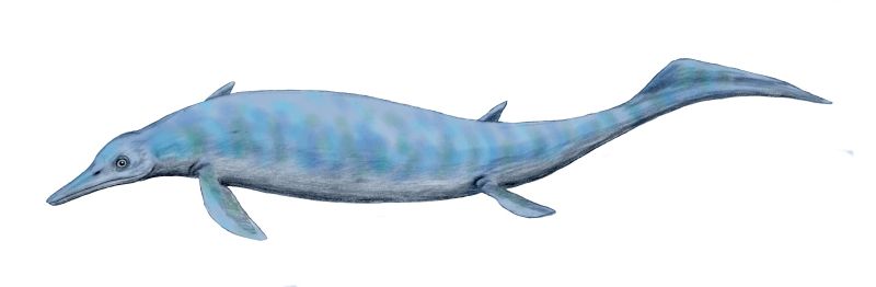 File:Chaohusaurus BW.jpg