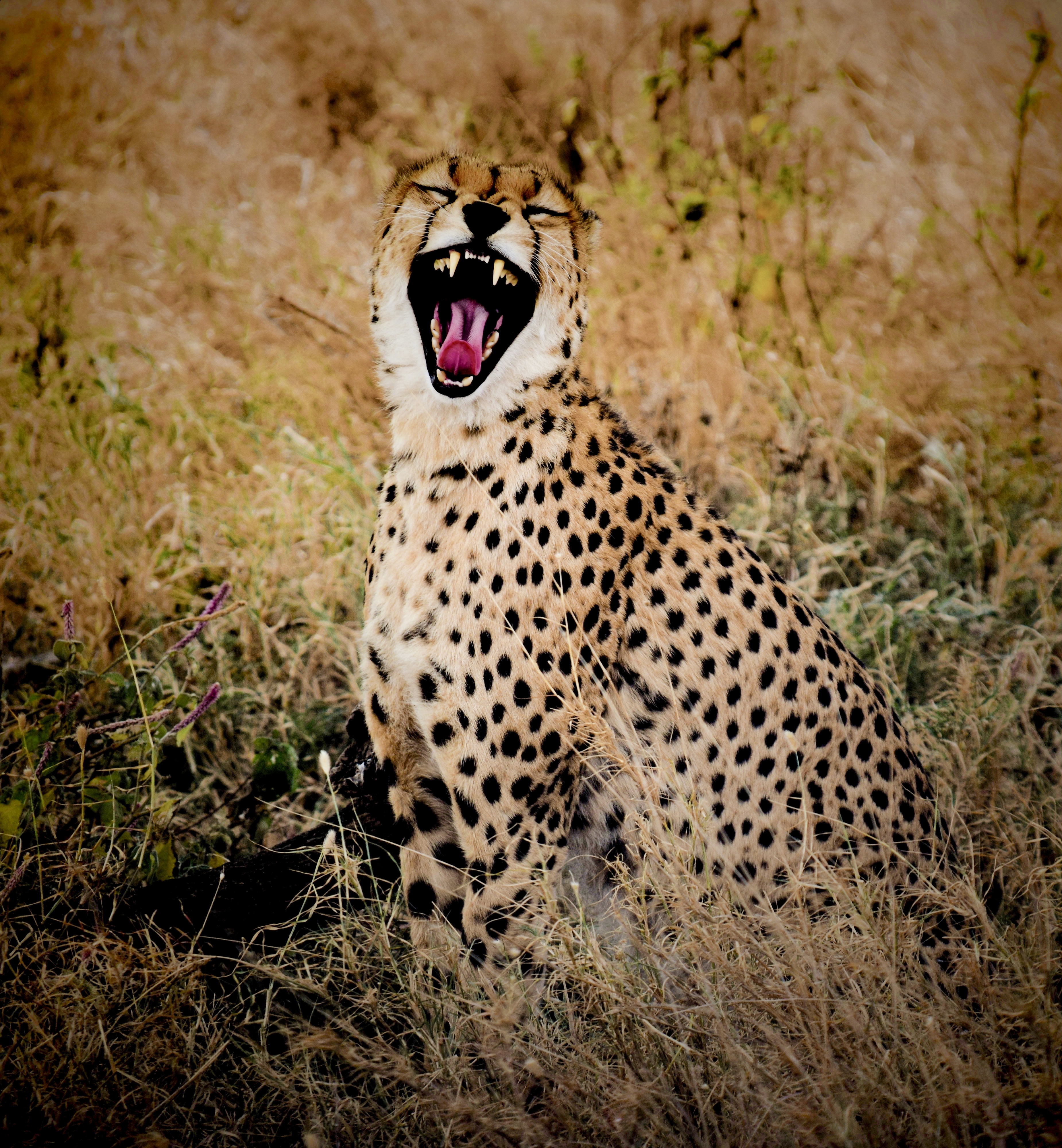 File:Cheetah in Serengeti National Park.jpg - Wikimedia Commons