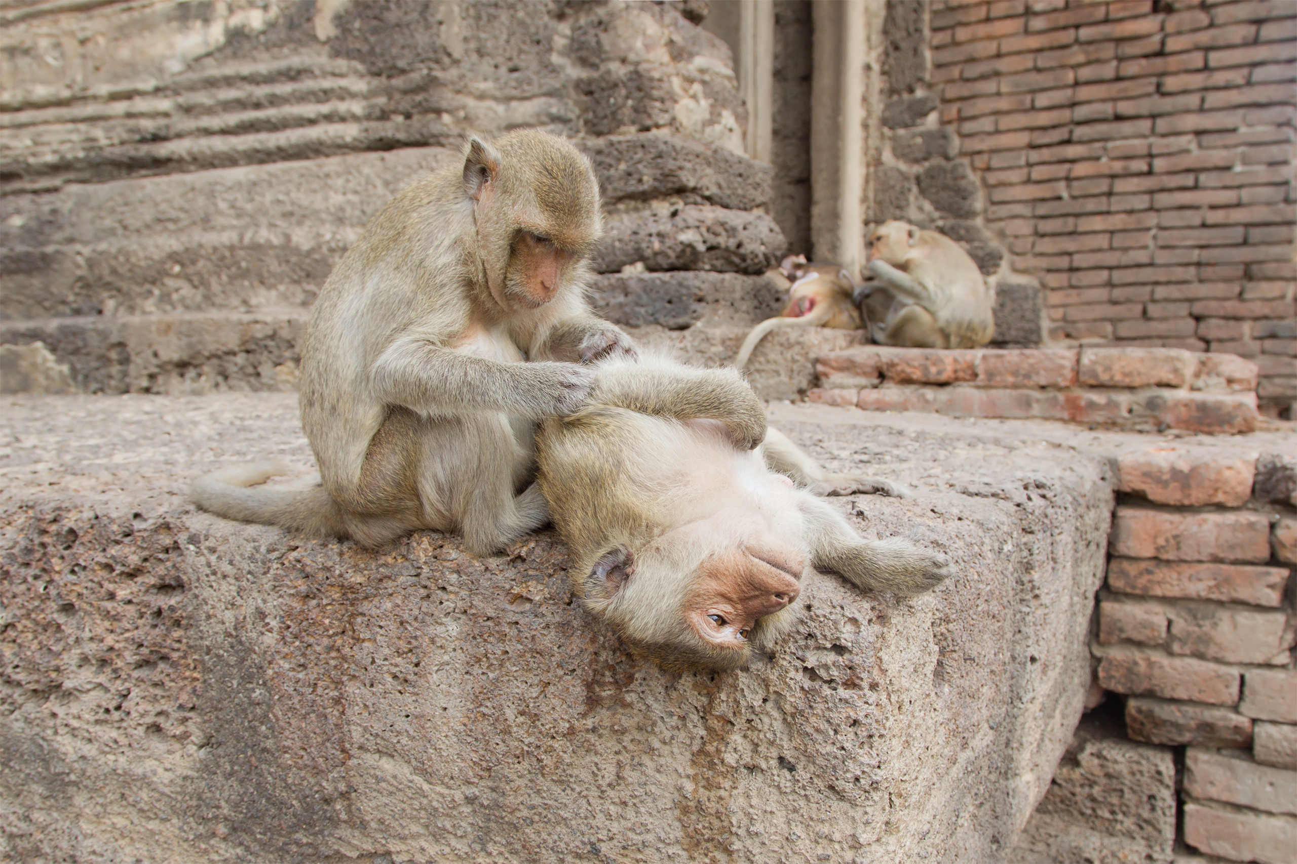 Crab-eating macaque - Wikipedia