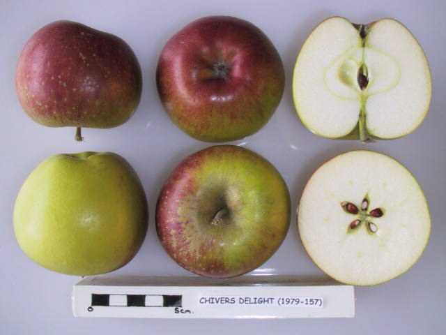 File:Cross section of Chivers Delight (LA 73A), National Fruit Collection (acc. 1979-157).jpg
