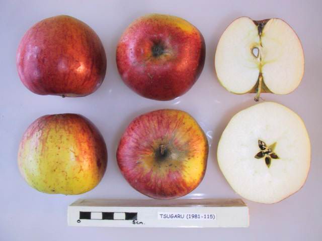 File:Cross section of Tsugaru, National Fruit Collection (acc. 1981-115).jpg