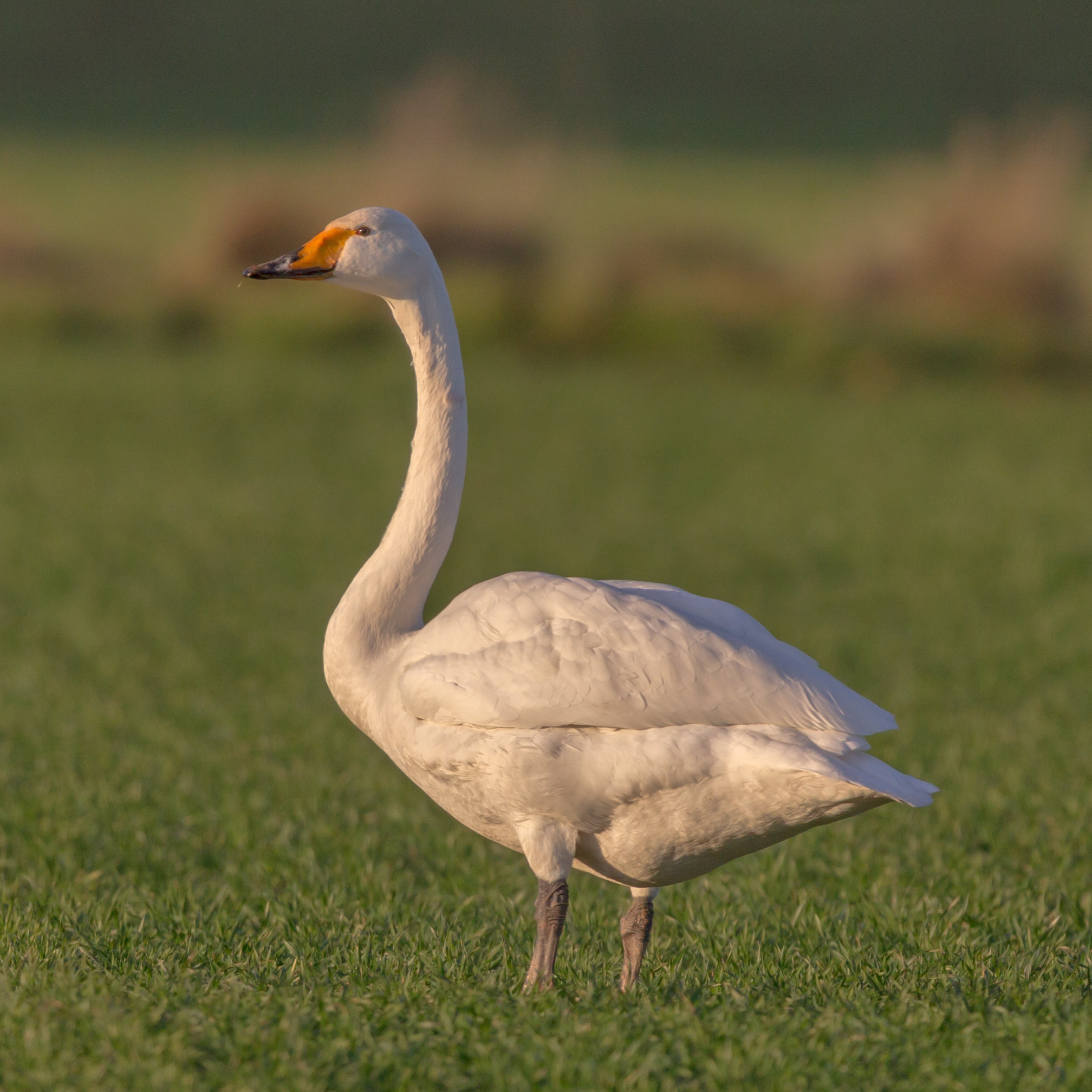 whooper swan, scientific name Cygnus cygnus, common swan, hooper swan