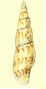 Daphnella delicata