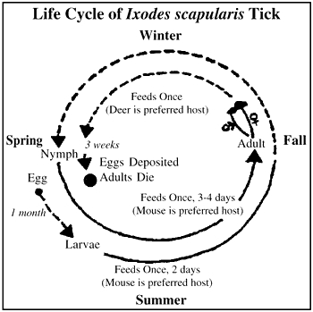 File:Deer Tick lifecycle.jpg