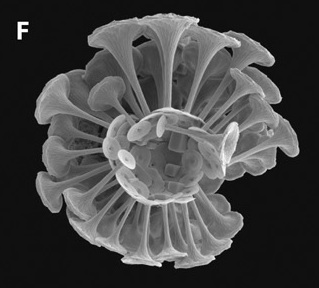 <i>Discosphaera tubifer</i> Species of single-celled organism