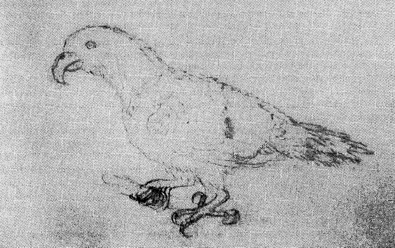 File:Eclectus infectus-MalaspinaExpedition1793.png