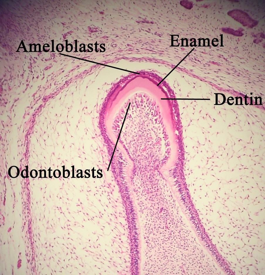 tooth histology