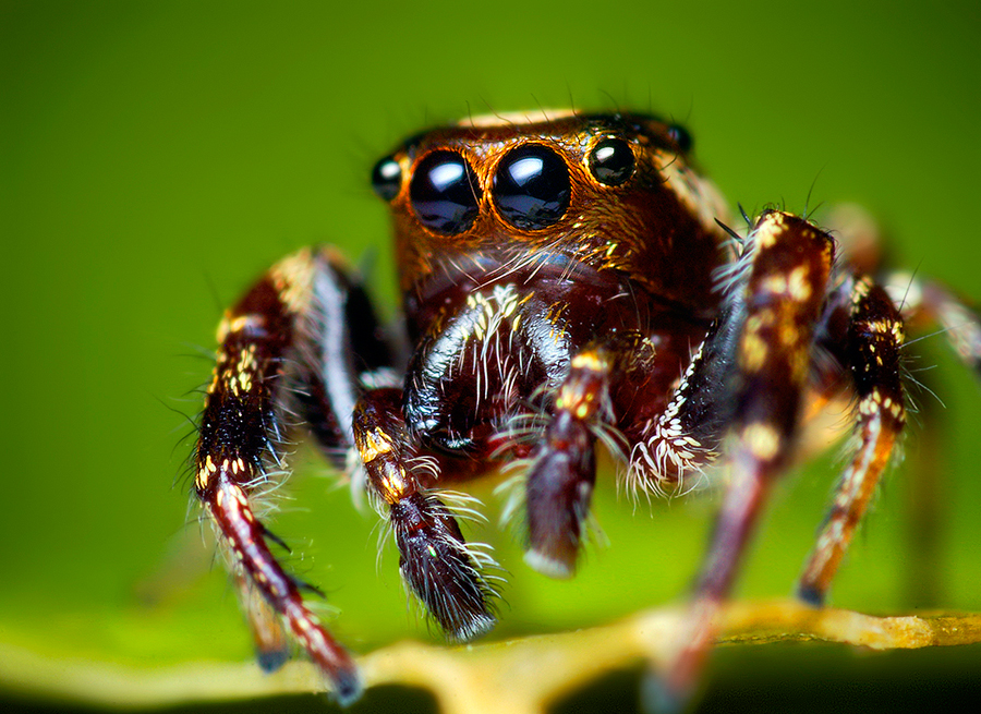 Jumping spider - Wikipedia