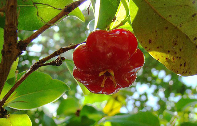 File:Eugenia uniflora, the Surinam Cherry or Pitanga. (10841057556).jpg