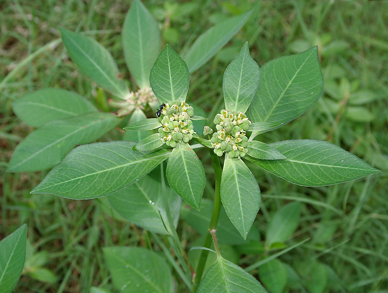 File:Euphorbia heterophylla (Painted Euphorbia) in Hyderabad, AP W IMG 9720.jpg