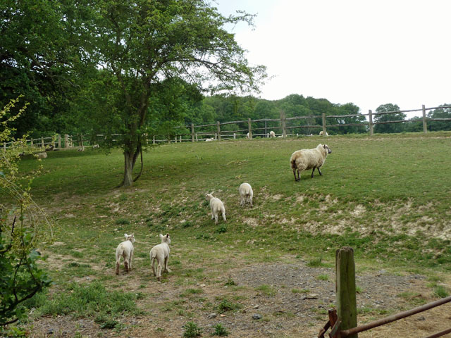 File:Ewe and lambs - geograph.org.uk - 2434482.jpg