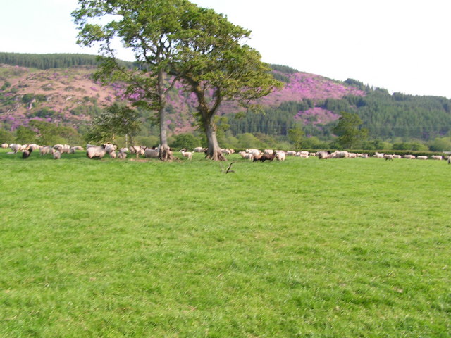 File:Flock of Sheep - geograph.org.uk - 457591.jpg
